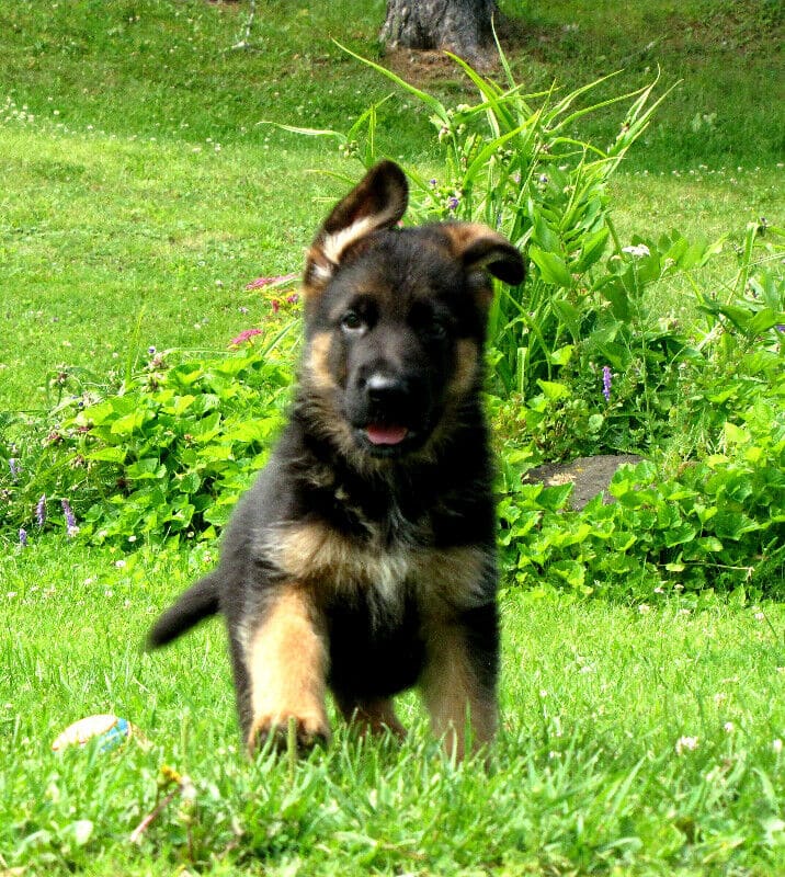 German shepherd pups, with 2 year health, hip and elbow guaantee