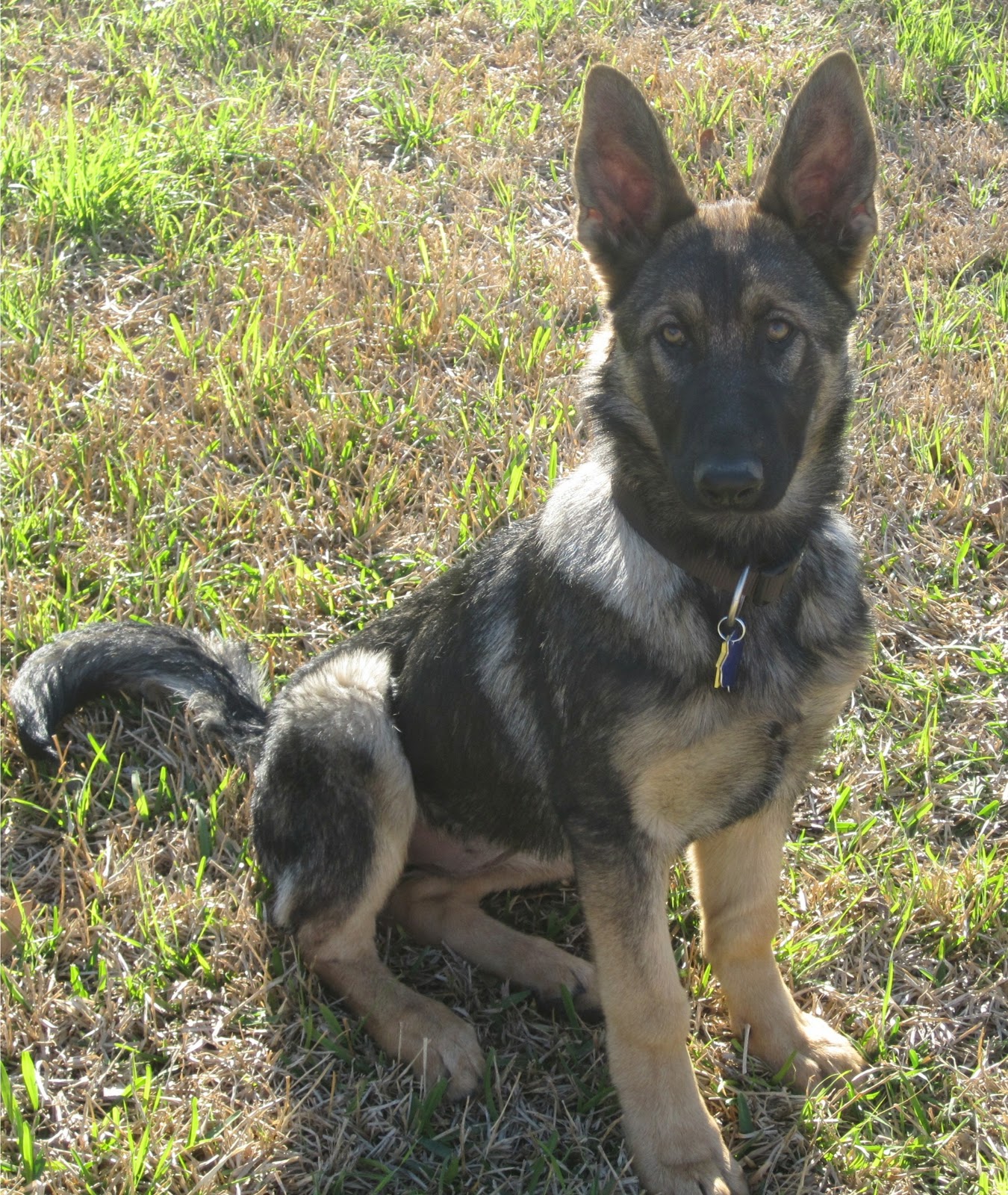 German Shepherd Rescue Central Texas: March 2011