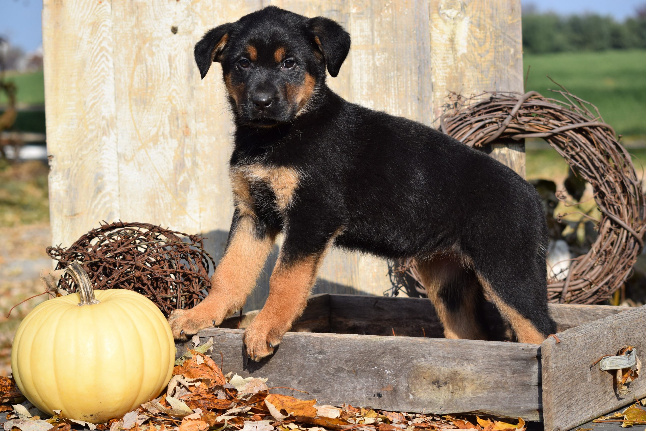 German Shepherd Rottweiler Mix Puppy For Sale Millersburg Ohio Female ...