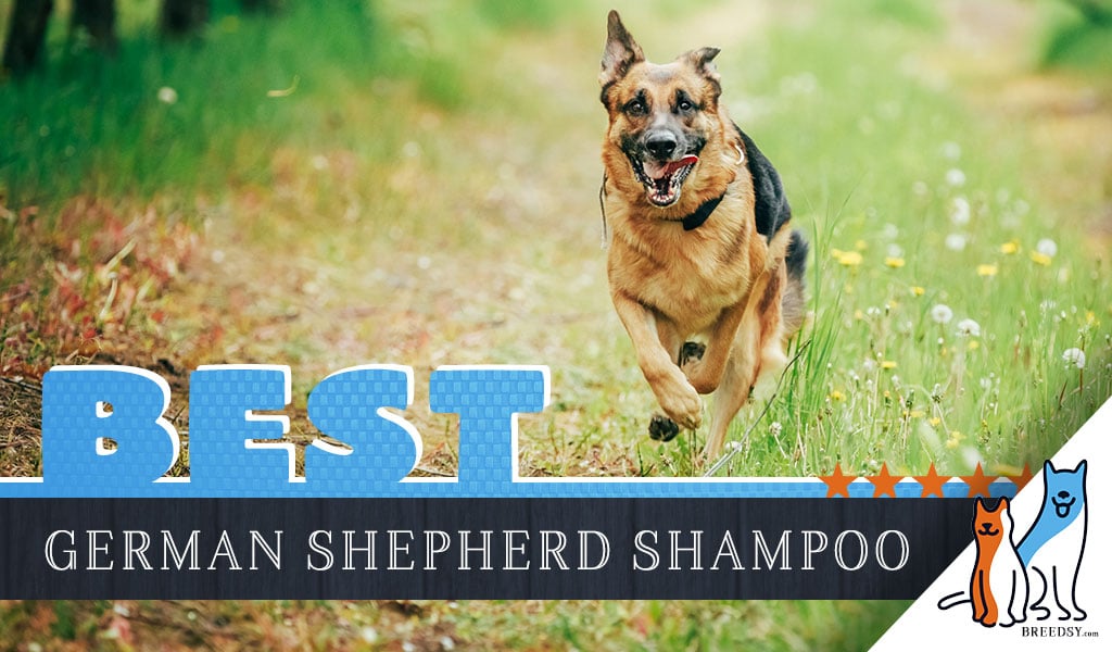 German Shepherd Shampoo: Best Dog Shampoos for German ...