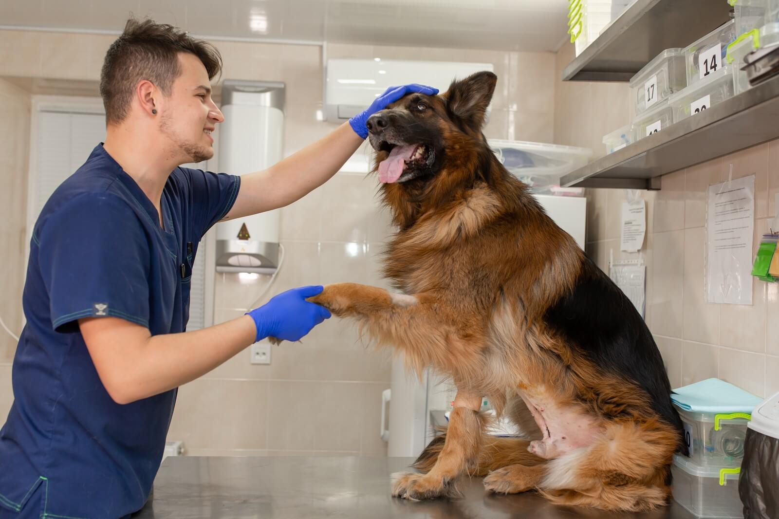 German Shepherd Shedding And How To Prevent It