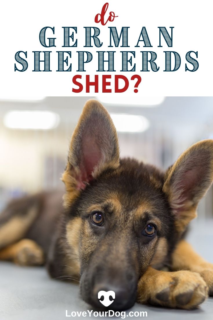 German Shepherd Shedding: How Much Do German Shepherds ...