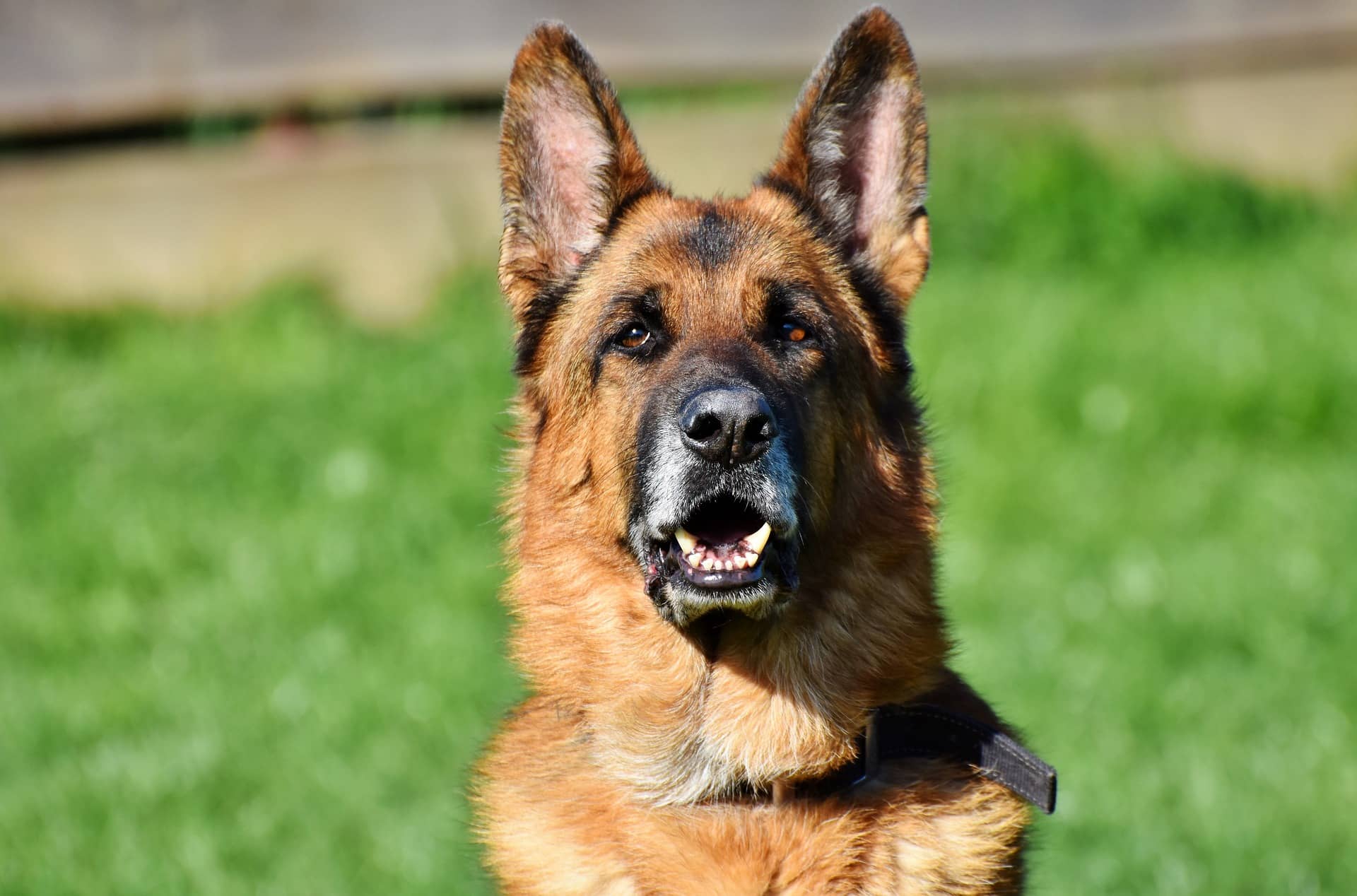 German Shepherd Tips: How To Have A Harmonious Life With ...