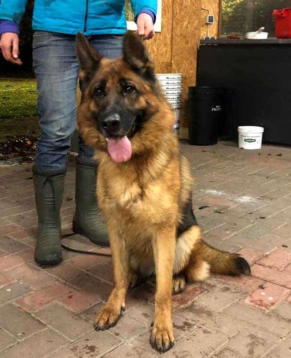 German Shepherd Trained Protection Females for Sale