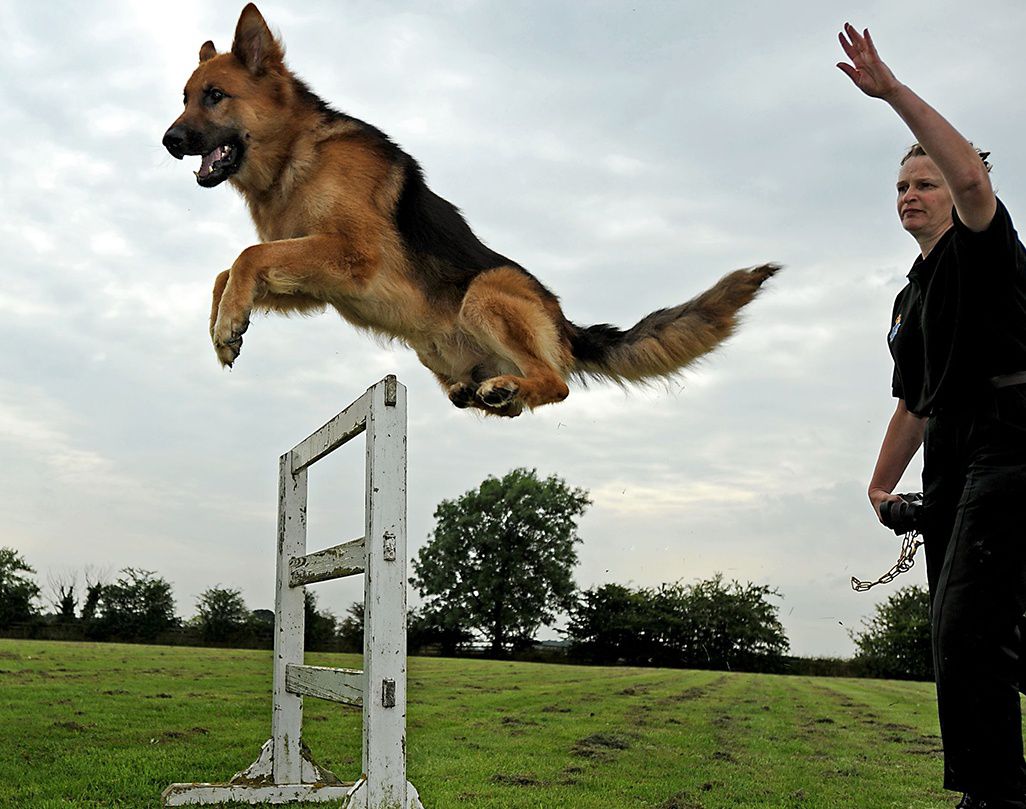German Shepherd training &  exercises. German Shepherd care ...