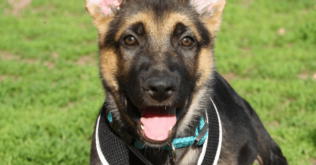 German Shepherd Training Guide: All You Need to Know