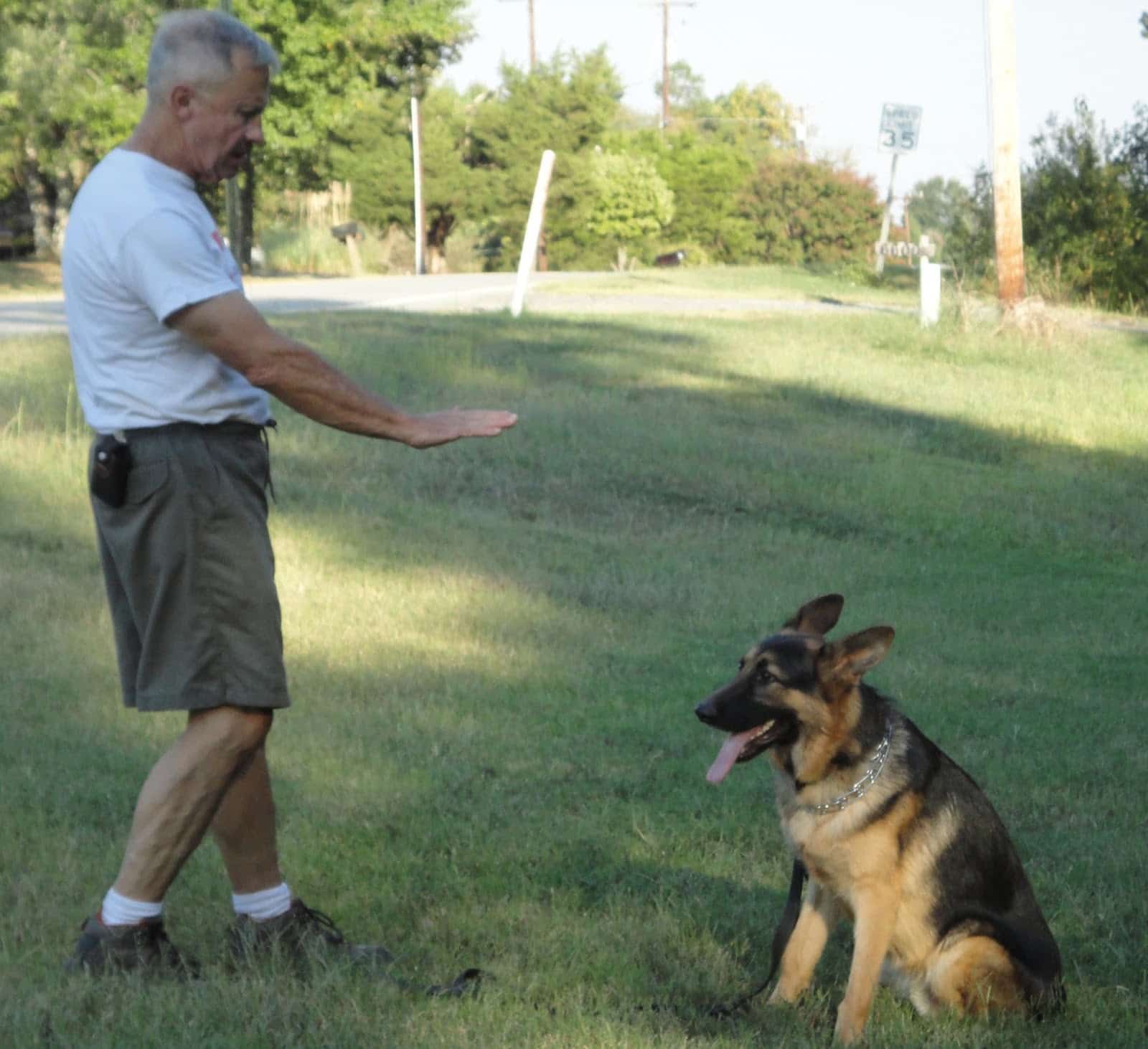 German Shepherd Training: The Best Ways to Teach a German Shepherd to Sit