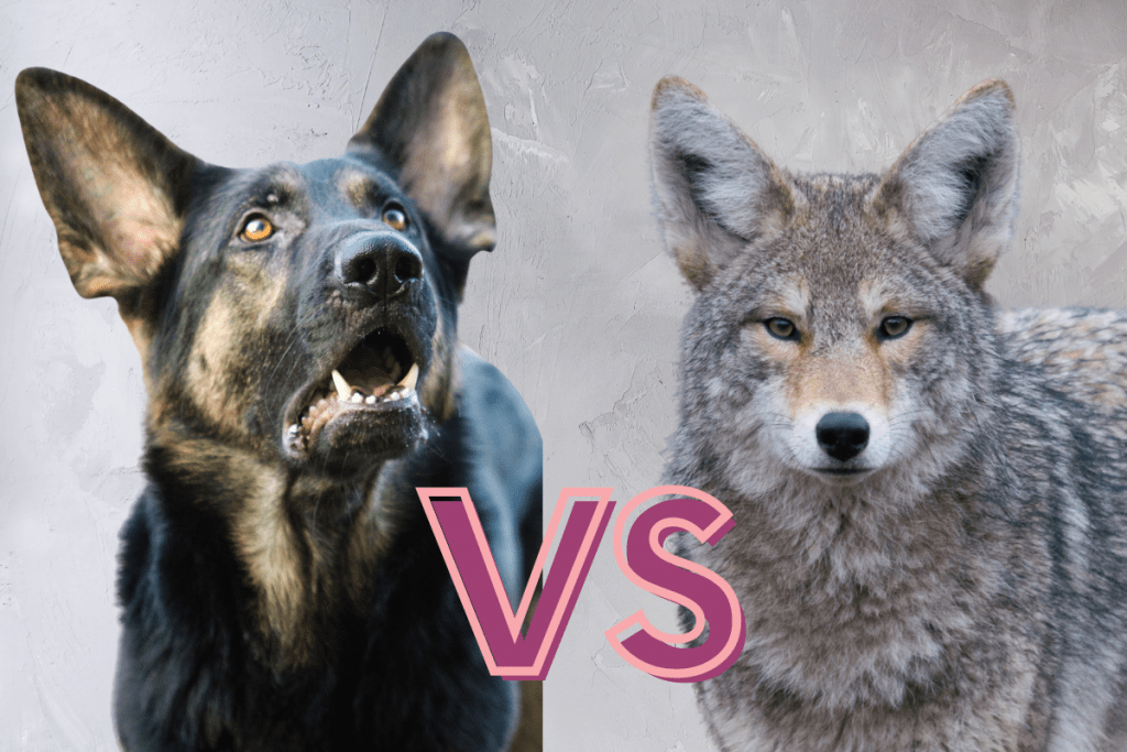 German Shepherd vs. Coyote: Who Would Win in a Fight ...