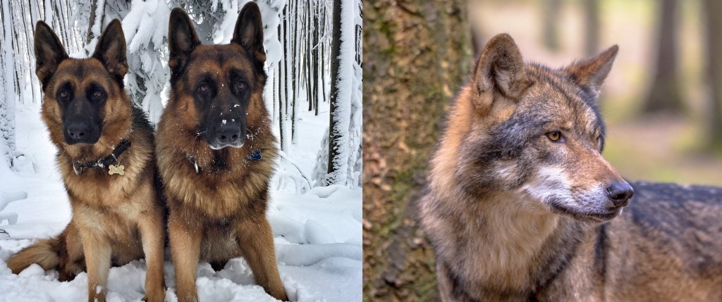 German Shepherd Vs Wolf  9 Differences  Urban Dogs Life