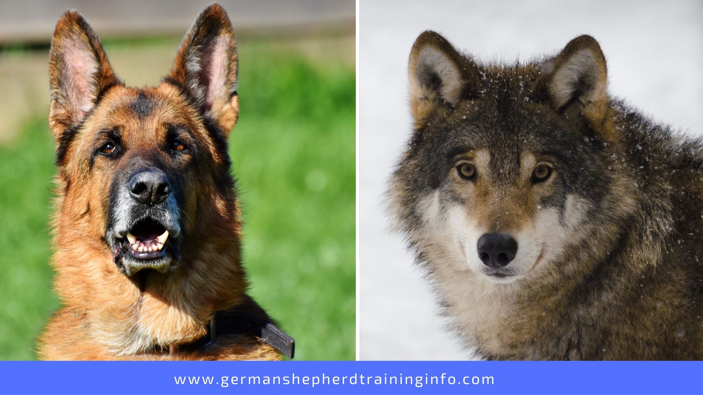 German Shepherd vs Wolf: The differences between the dog ...