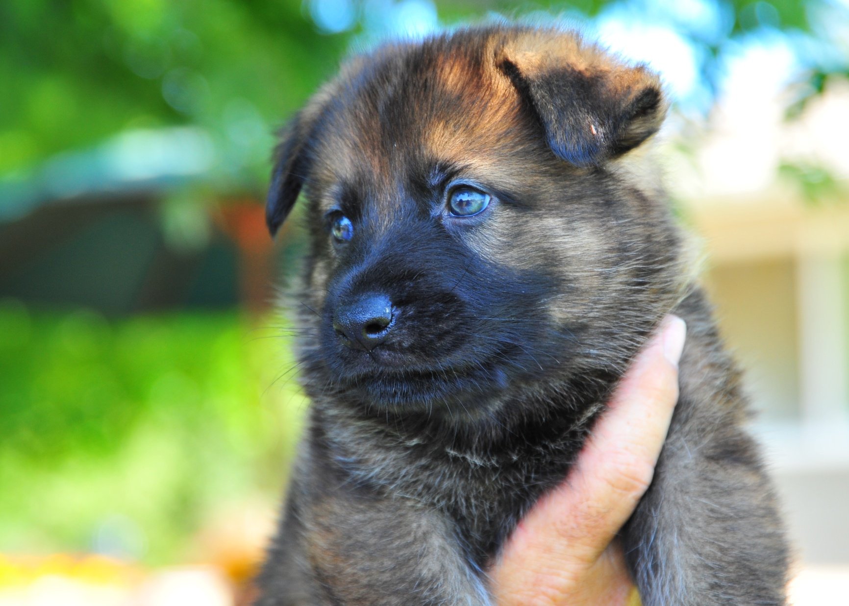 German Shepherd Watch Dogs Do Titles Really Matter ...