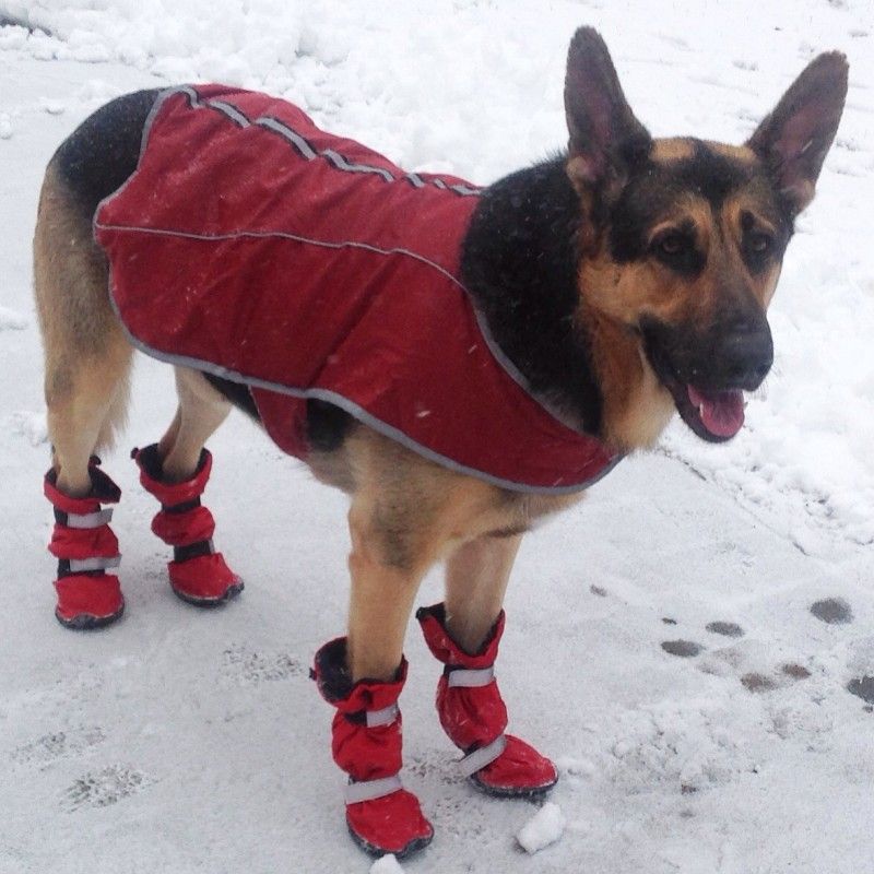 German Shepherd Wears Tall Winter Dog Boots