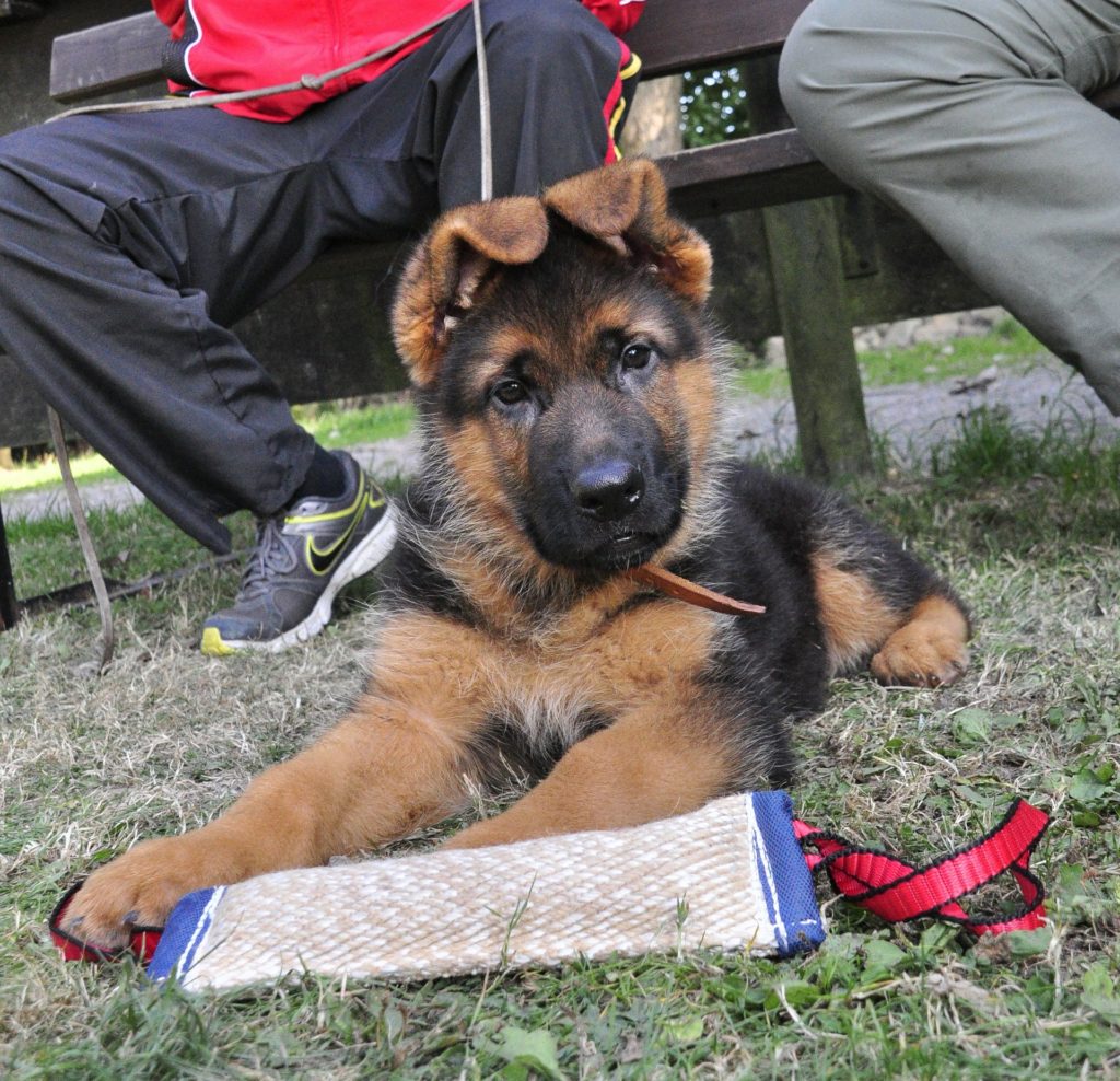 German Shepherd With Floppy Ears? (All Questions Answered ...