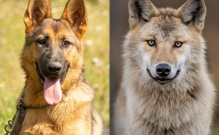 German Shepherd Wolf Mix Info: Info, Traits &  Pictures ...