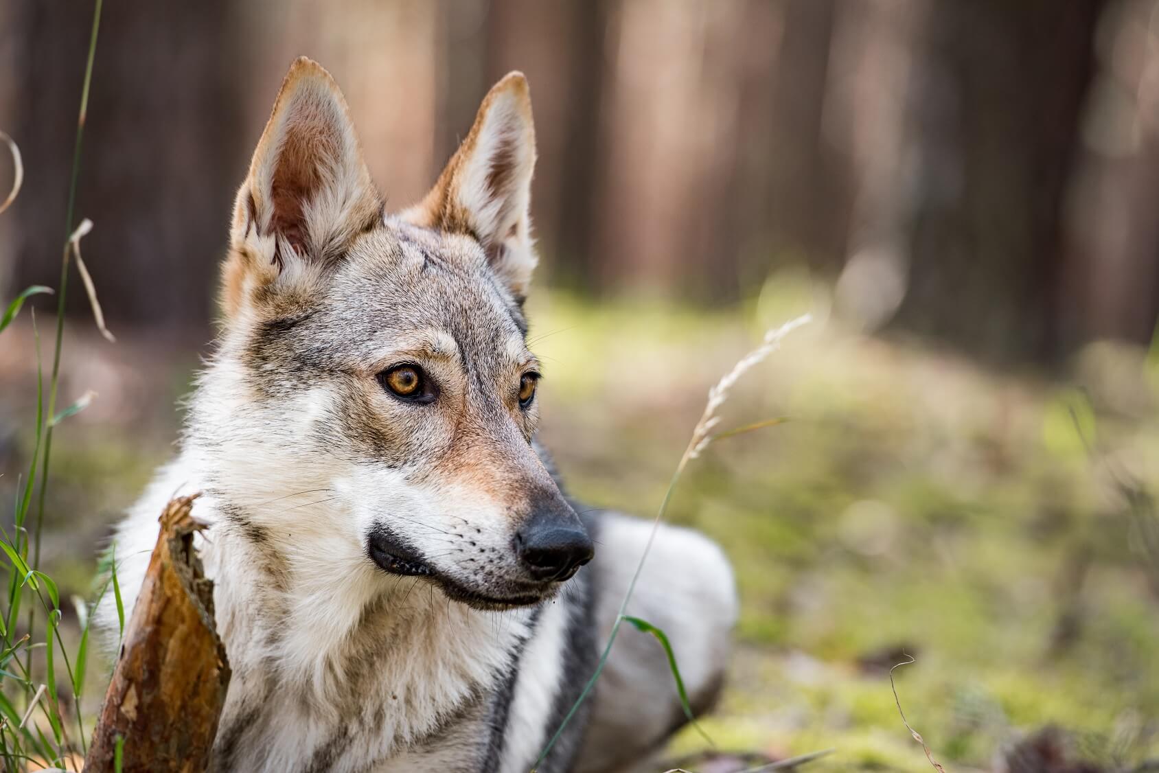 German Shepherd Wolf Mix: Is This Legendary Wolfdog Right ...
