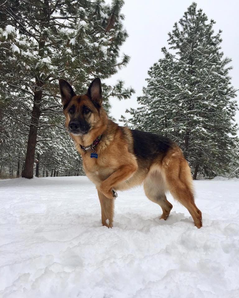 German shepherds are among the most consistent pet types to make the ...