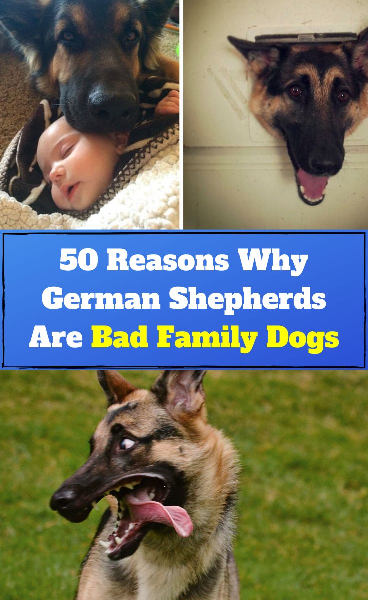 German Shepherds Are Bad Family Dogs
