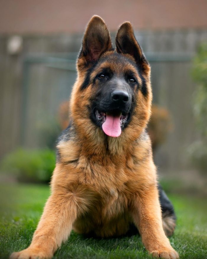 German Shepherds are considered strong and resilient, with ...