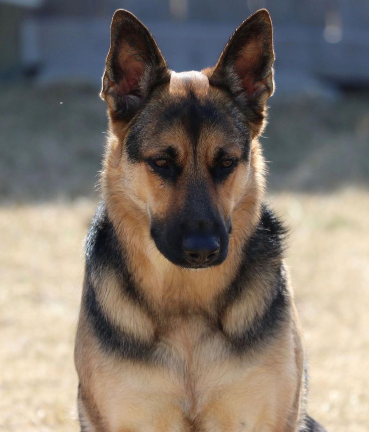 German shepherds are one of the most consistent canine ...