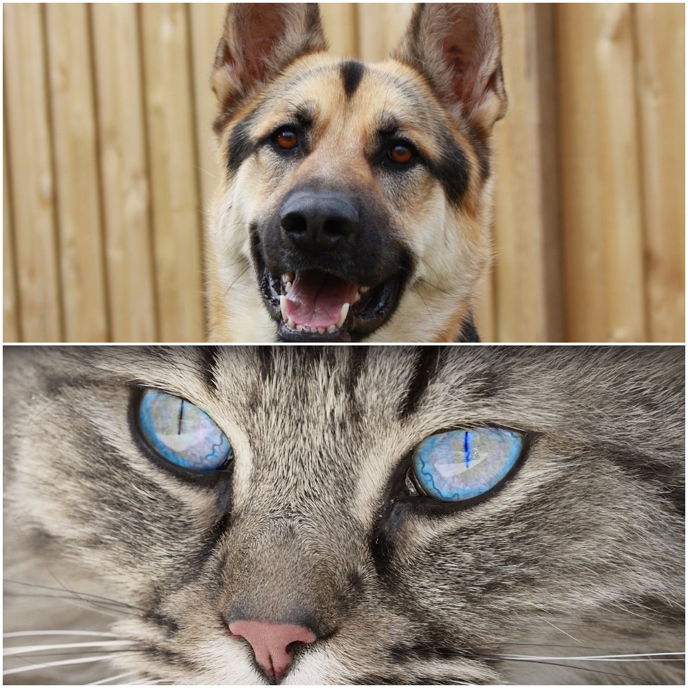 German Shepherds &  Cats: Can They Get Along &  Play Together?