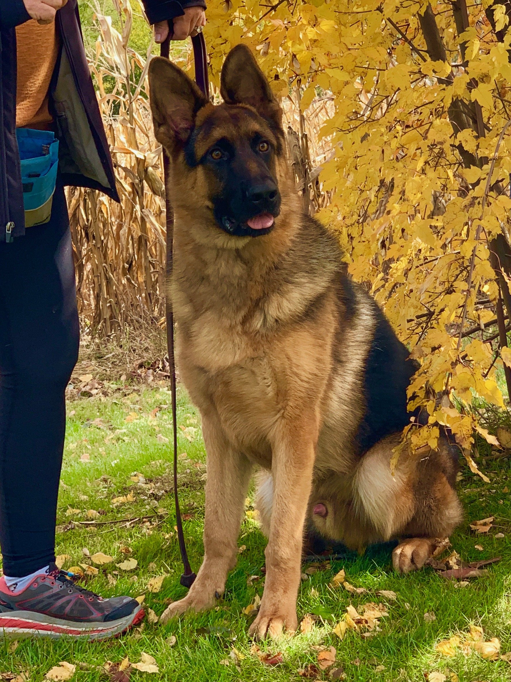 German Shepherds for Sale in Chicago Illinois