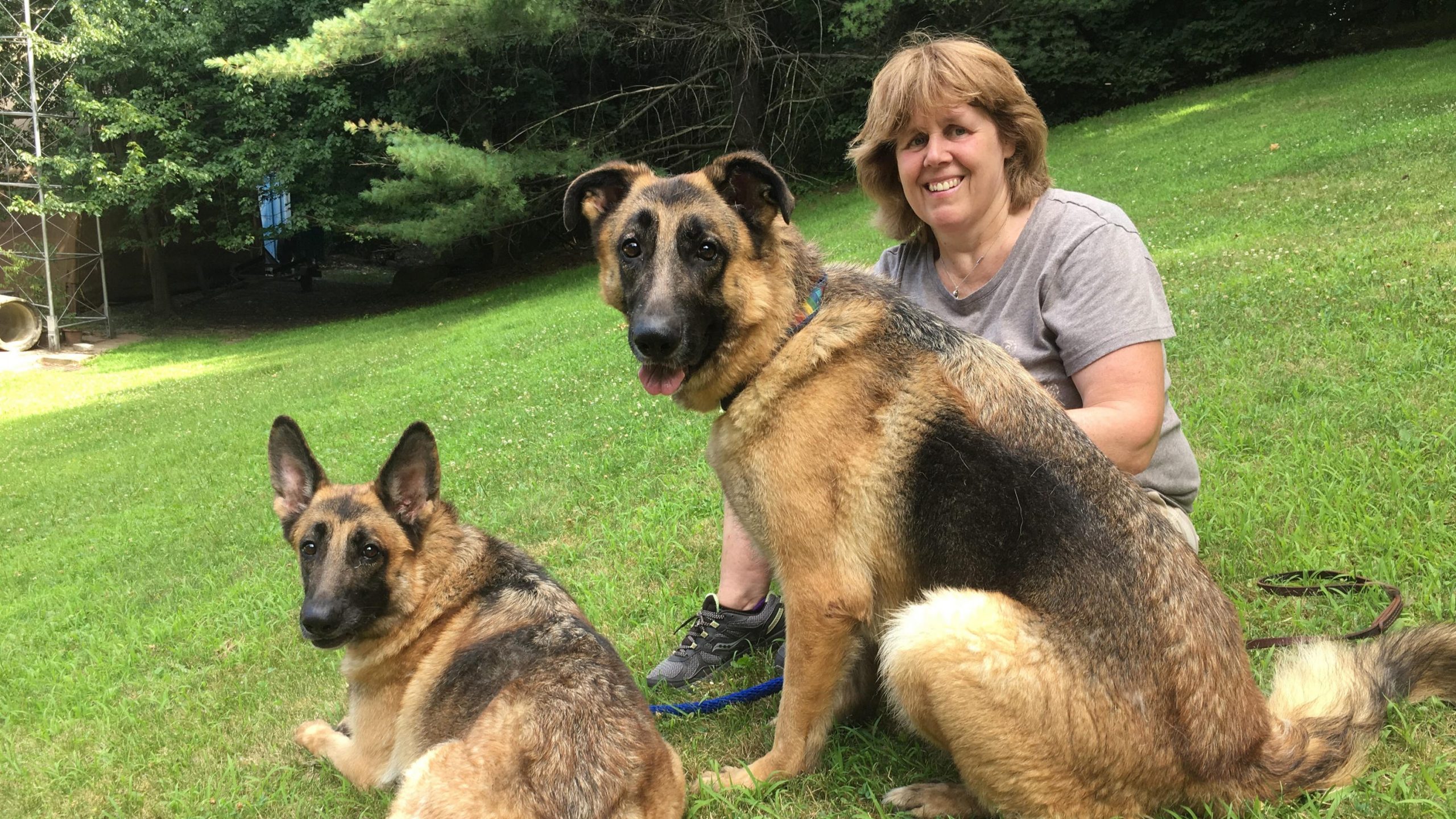 German shepherds removed from Franklin Lakes NJ ready for ...