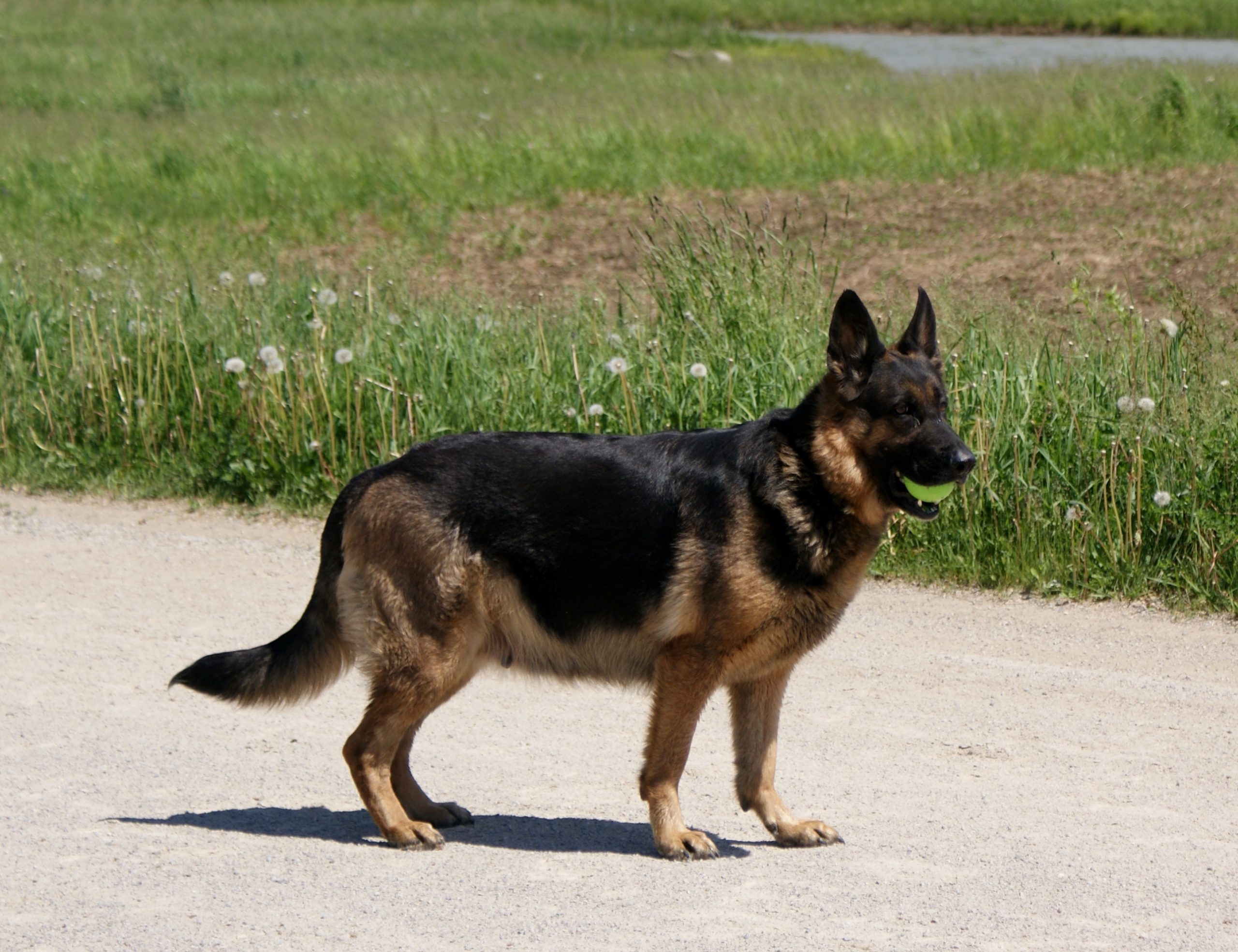 German_Shepherd_Puppies