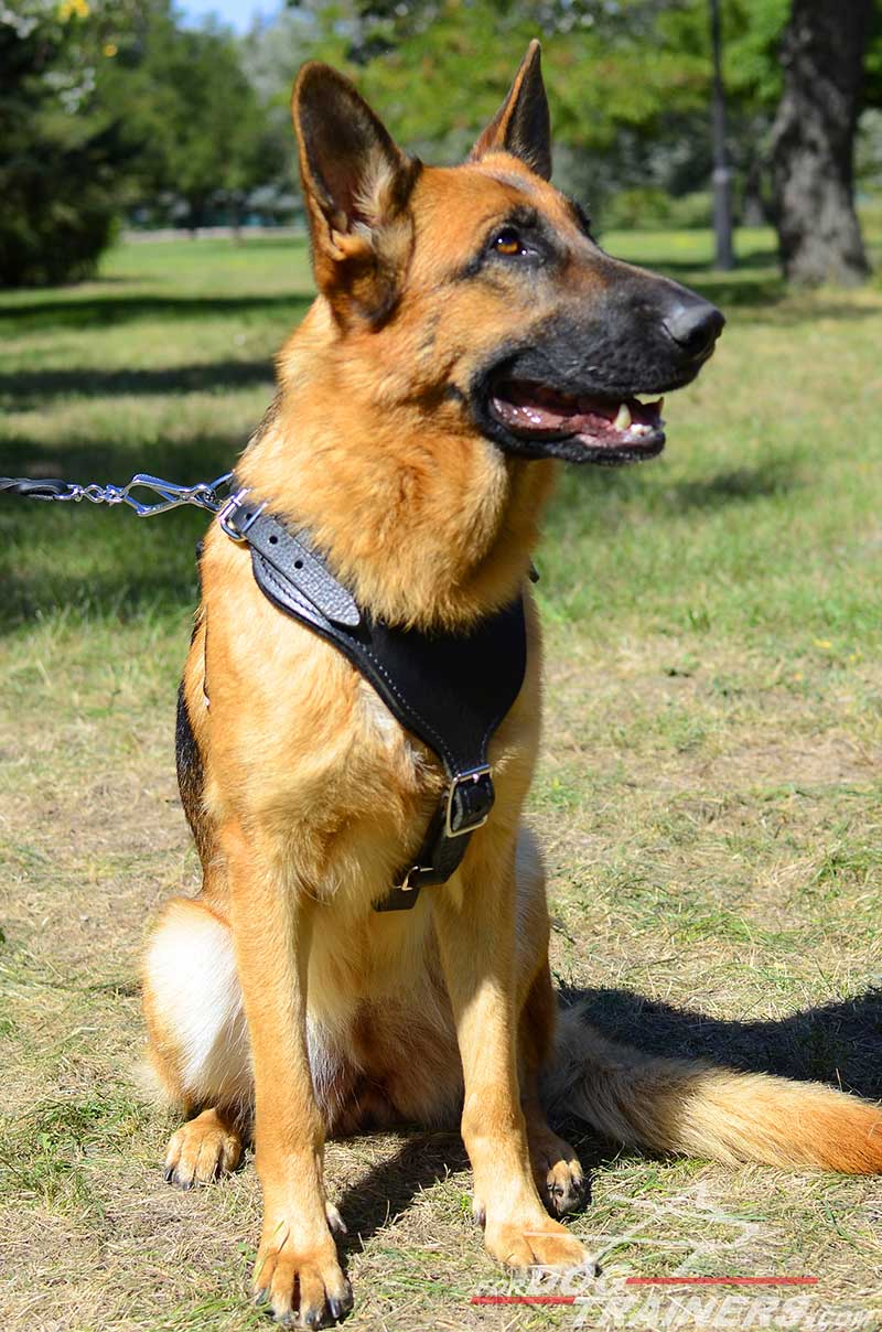 Get German Shepherd Attack Dog Harness