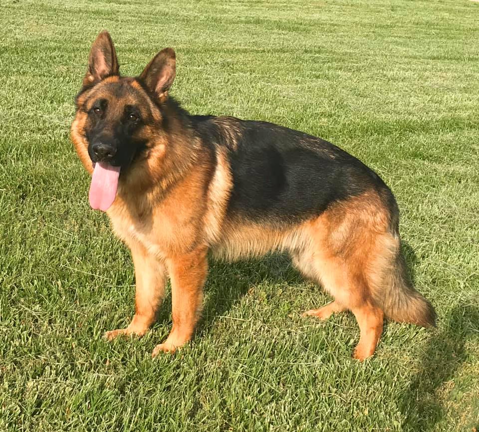 Givenhaus Young German Shepherd Male West German Lines ...