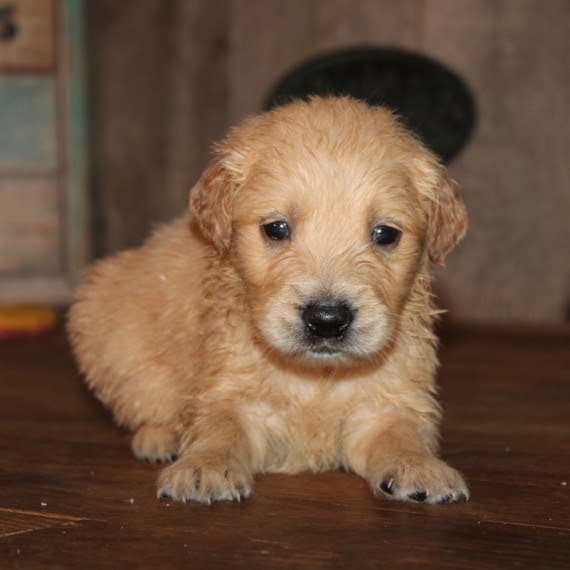 Golden Retriever German Shepherd Mix Puppies For Sale California ...