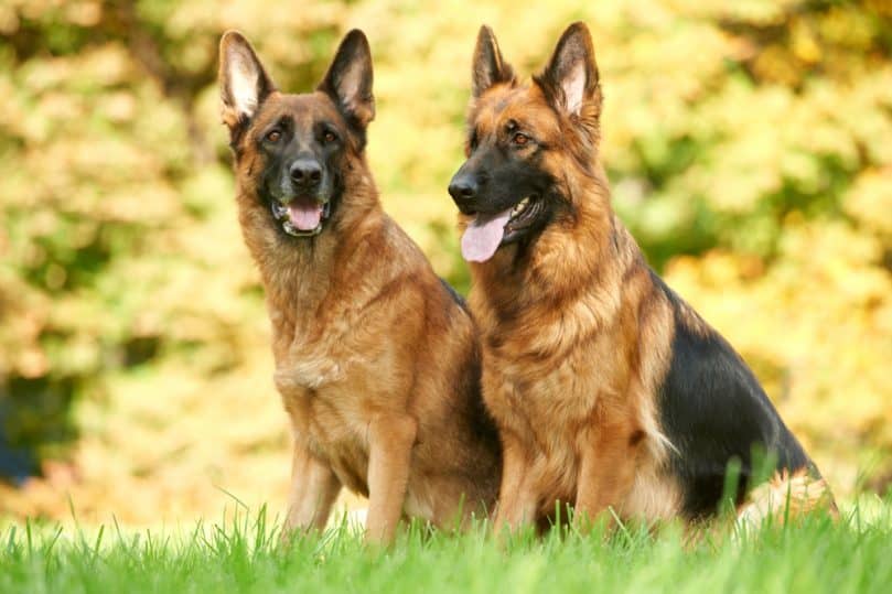 Golden Shepherd 101: Dogs That Will Light Up Your World ...