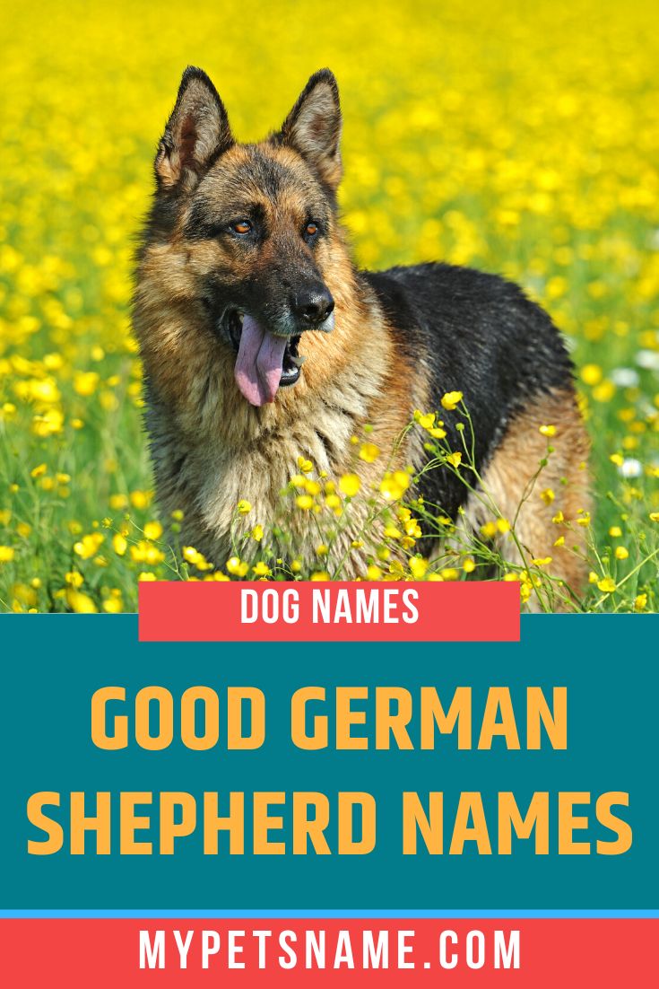 Good German Shepherd Names