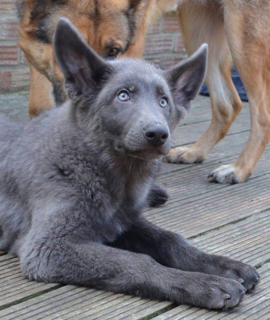 GORGEOUS DOG! THAT SMOKY DUST GRAY COLORING IS SO BEAUTIFUL! # ...