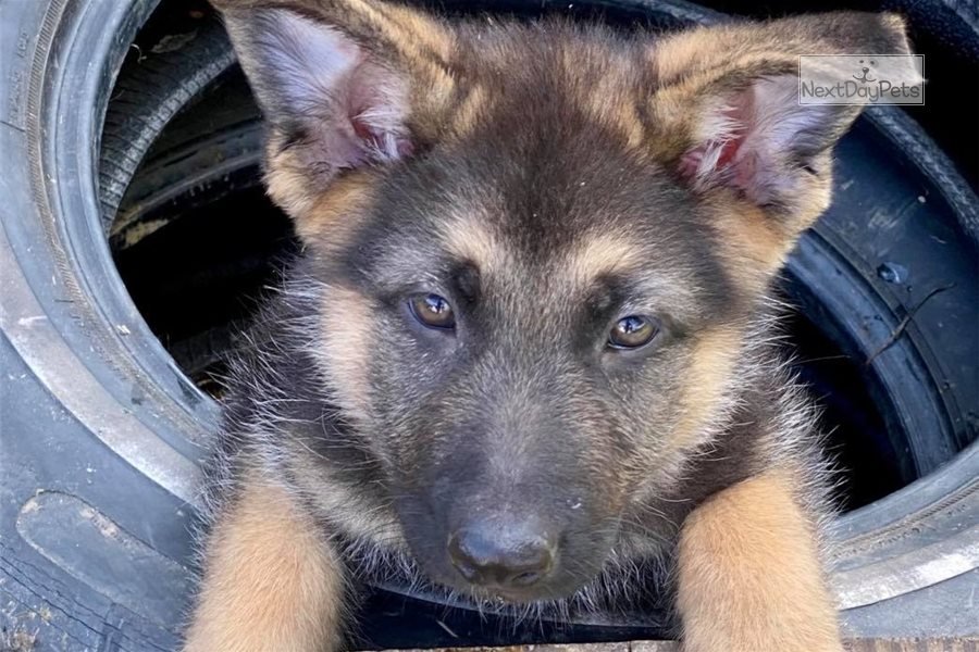 Grayson: German Shepherd puppy for sale near St Louis, Missouri ...