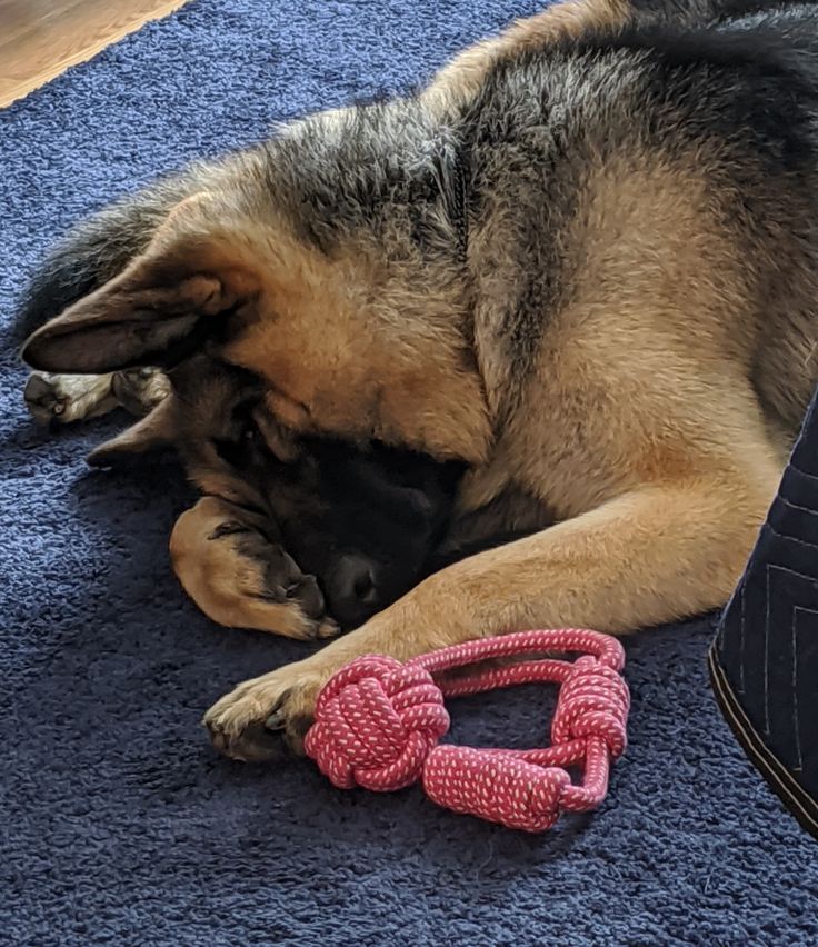 Great toy option for any German Shepherd. Sturdy and long