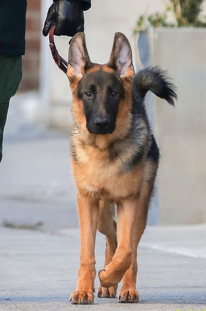 GSD Atticus (they walk with such confidence)