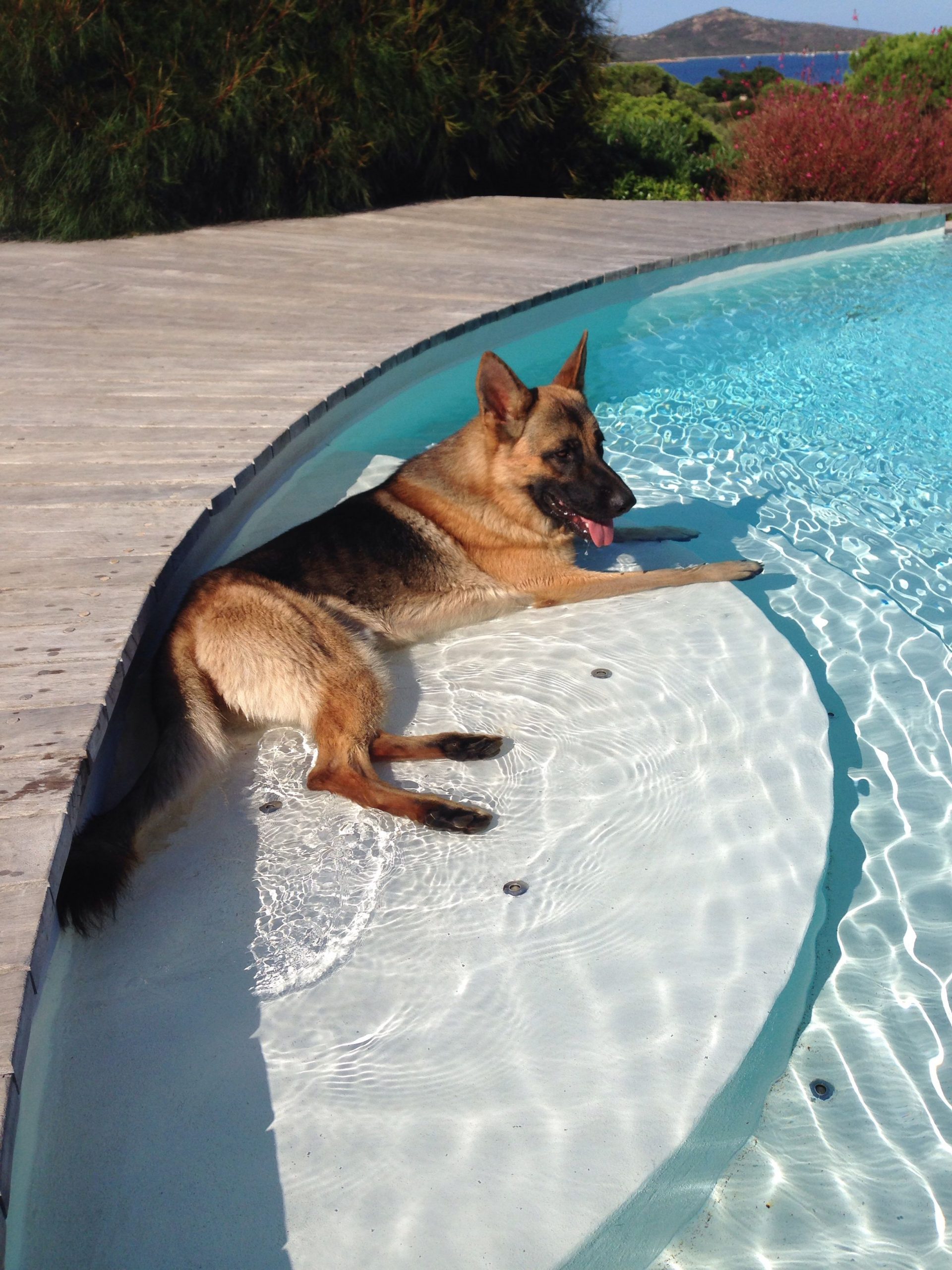 GSD in the pool. I had one GSD who loved to swim in the ...
