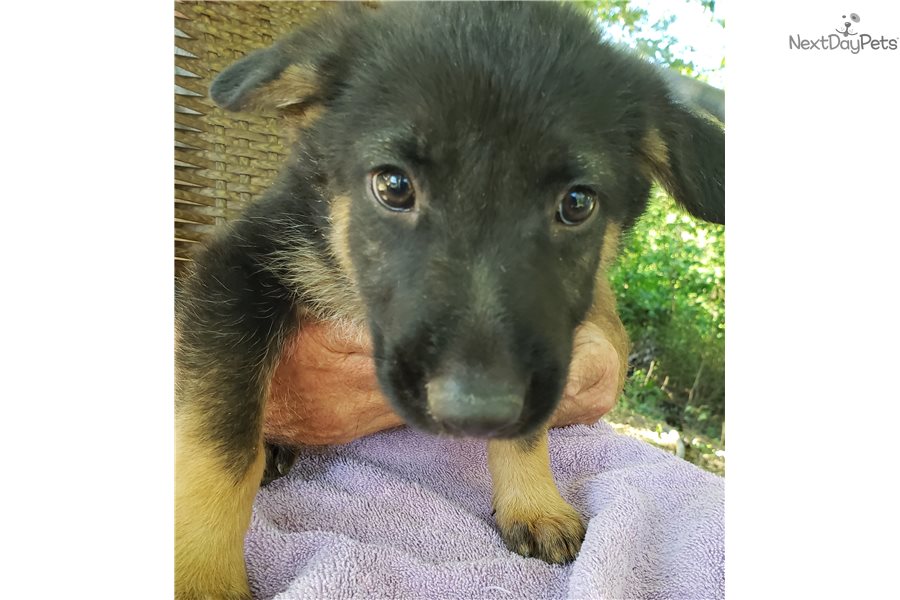 Gsdf1: German Shepherd puppy for sale near Lexington, Kentucky ...