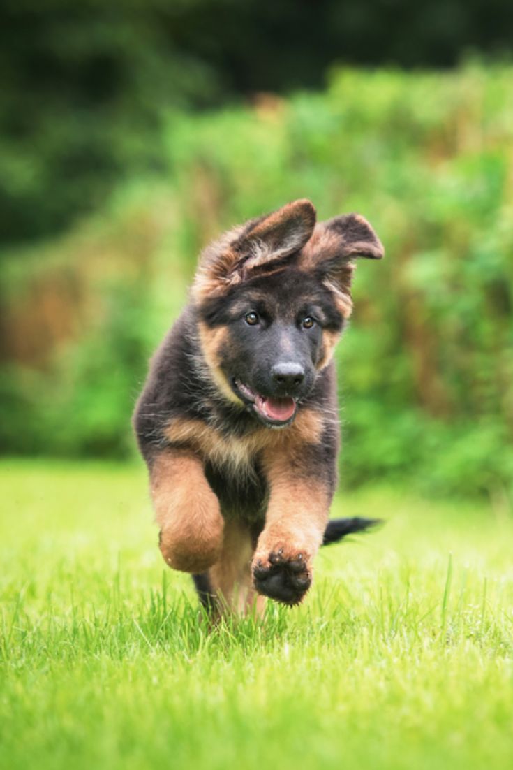 Happy german shepherd puppy playing with a toy # ...