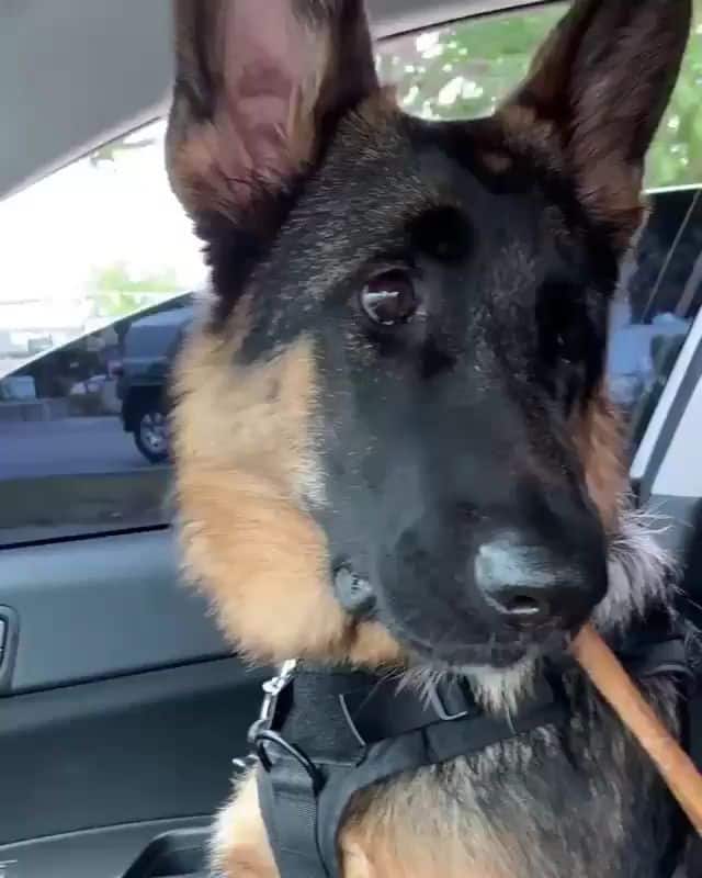 He loves his bully sticks [Video]