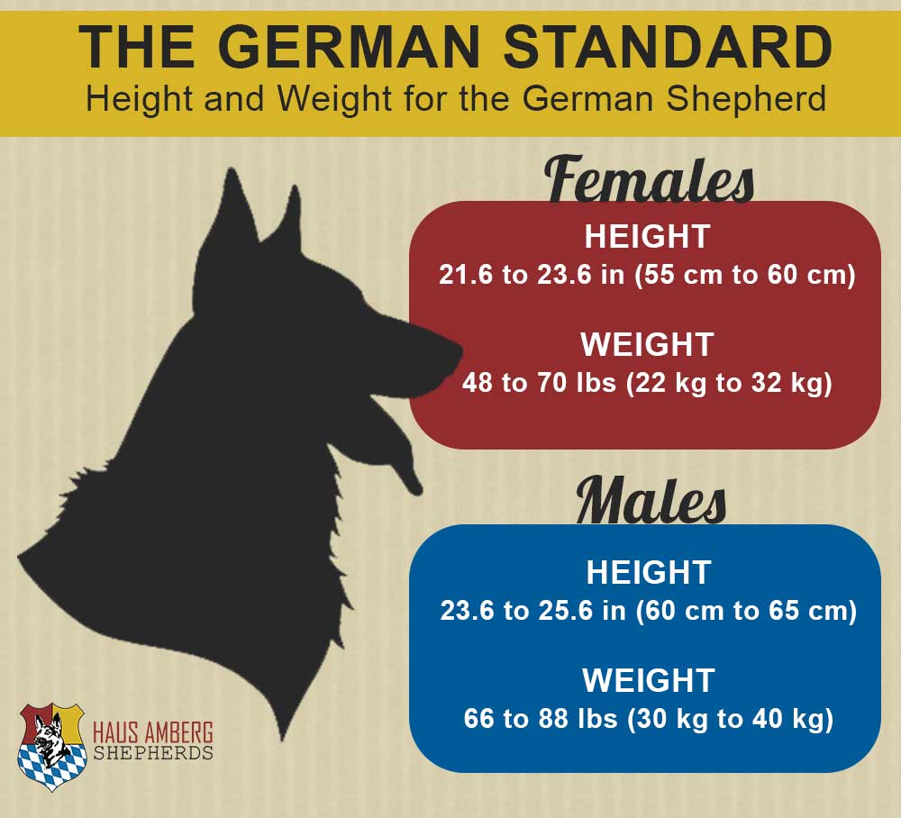 Height and Weight of the German Shepherd  German Shepherd ...