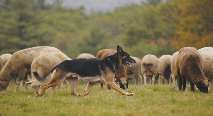 Herding  German Shepherd Dog Club of Washington State, Inc.
