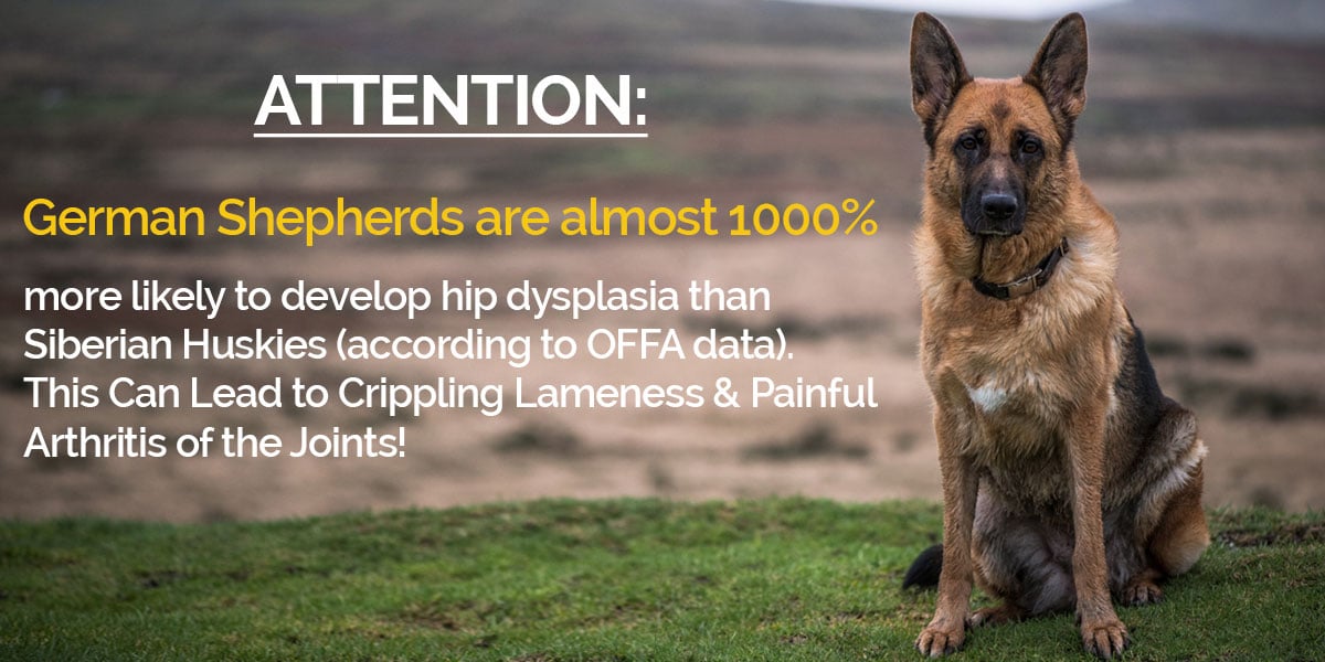 Hip Dysplasia In German Shepherds