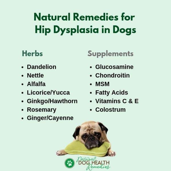 Home Remedies For Hip Dysplasia In Dogs