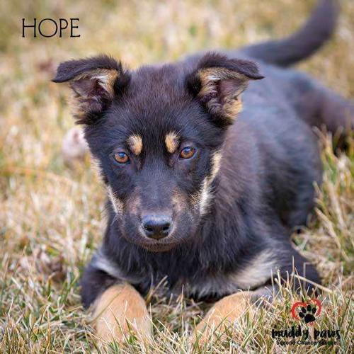 Hope German Shepherd Dog Baby