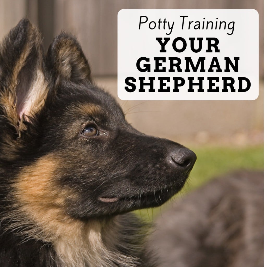 Housebreaking a Puppy: 12 Tips for German Shepherd Puppy Potty Training ...