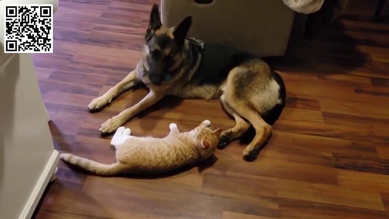 How a German Shepherd and a Kitten Became Best Friends ...