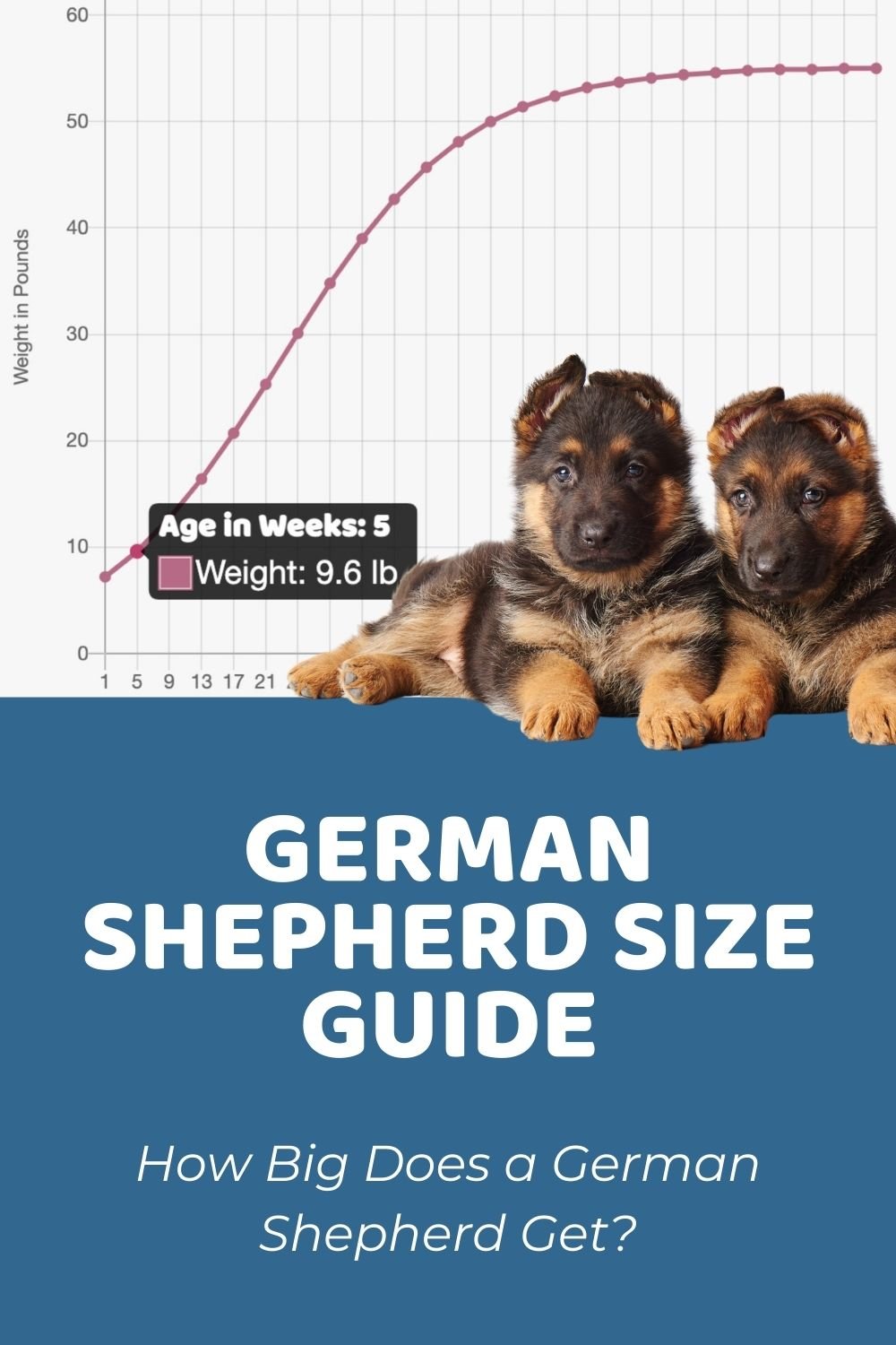 How Big Will My German Shepherd Get Calculator