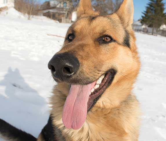 How Do I Know If My German Shepherd Is Happy? (Signs ...