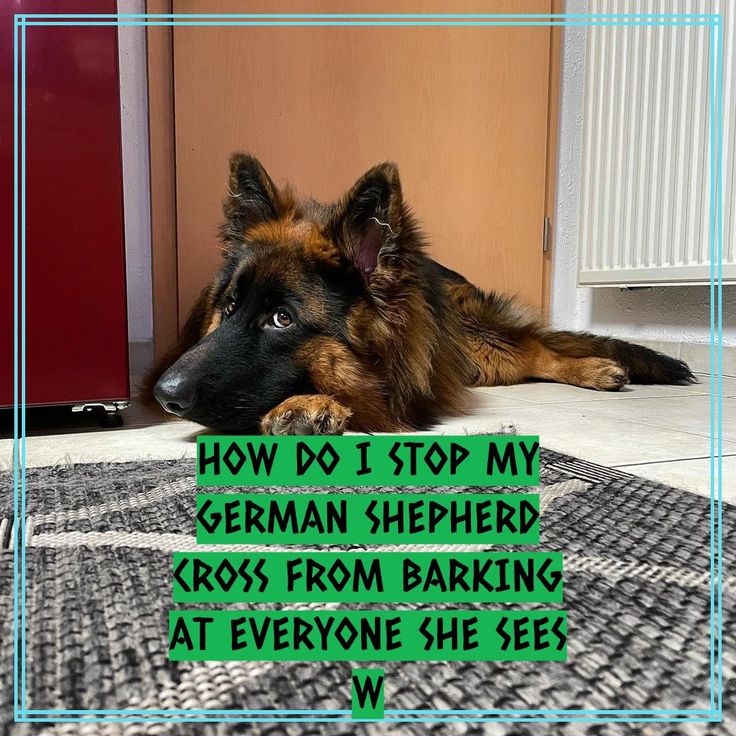 How do I stop my German Shepherd cross from barking at everyone she ...